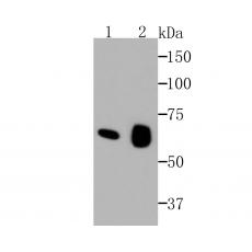 Anti-Occludin antibody