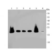 Anti-Peroxiredoxin 2/PRDX2 antibody