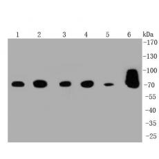Anti-Grp75 antibody