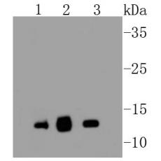 Anti-Cytochrome C antibody