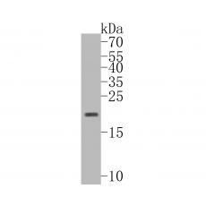 Anti-Ribonuclease 3 antibody