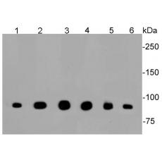 Anti-CLOCK antibody