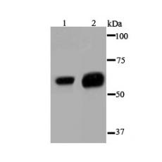 Anti-GPC1 antibody