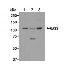 Anti-OAS3 antibody