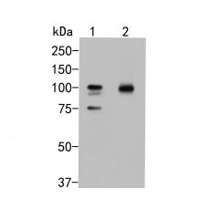 Anti-Beta-galactosidase antibody
