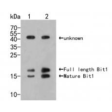 Anti-Bit1 antibody