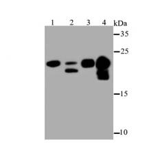 Anti-Myosin Light Chain 2 antibody