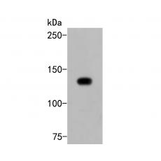 Anti-PLCG2 antibody