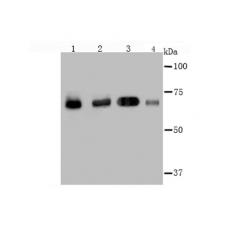 Anti-Hsc70 antibody