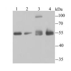 Anti-Histone Deacetylase 2 antibody