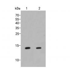 Anti-IFITM1 antibody