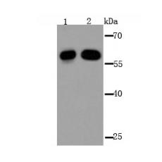 Anti-IMP-3 antibody
