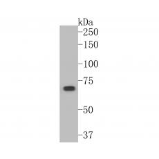 Anti-Optineurin antibody