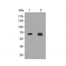 Anti-Nucleoporin p62 antibody