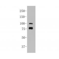 Anti-SPATA5L1 antibody