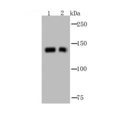 Anti-GM130 (cis-Golgi Marker) antibody
