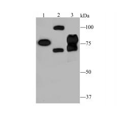 Anti-IKK beta antibody