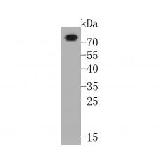 Anti-CD68 antibody