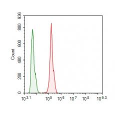 Anti-Factor XIIIa antibody
