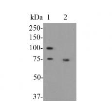 Anti-CD68 antibody