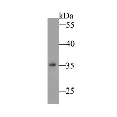 Anti-NAPSIN A antibody