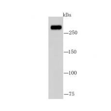Anti-Fatty Acid Synthase antibody