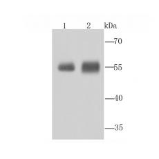 Anti-Aldh1A1 antibody