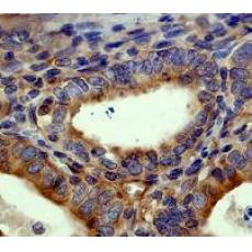 Anti-Alpha Tubulin antibody