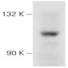 Anti-PI3-kinase p110 subunit alpha antibody