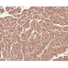 Anti-Connexin-26 antibody