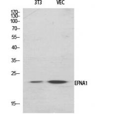 Anti-Ephrin-A1 antibody