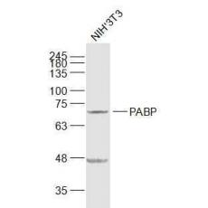 Anti-PABP antibody