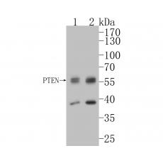 Anti-PTEN antibody