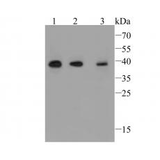 Anti-TMEM163 antibody