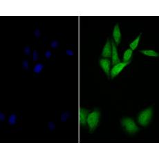 Anti-delta 1 Catenin/CAS antibody