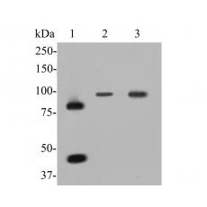 Anti-MCM7 antibody