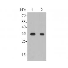 Anti-GAL4 antibody