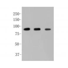 Anti-Alpha-dystroglycan antibody