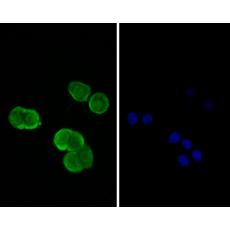 Anti-TRF2 antibody