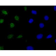 Anti-Histone H2A.x antibody