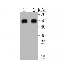 Anti-RIP3 antibody