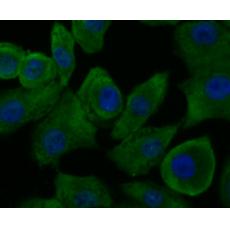 Anti-GAPDH antibody