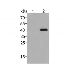 Anti-P38 (Phospho Thr180 + Tyr182) antibody
