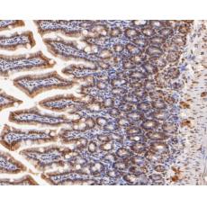 Anti-Foxk2 antibody