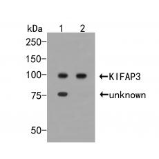 Anti-KIFAP3 antibody