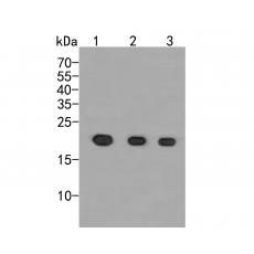 Anti-p21 ARC antibody