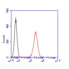 Anti-KCNQ4 antibody