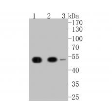 Anti-KPTN antibody