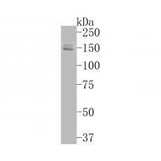 Anti-FYCO1 antibody