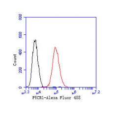 Anti-PYCR1 antibody